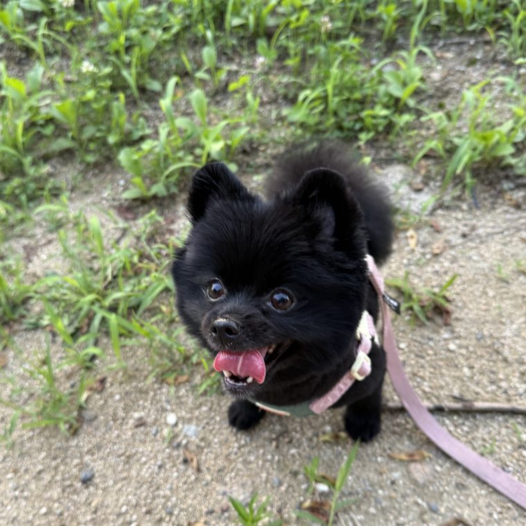 검은 강아지 해달
